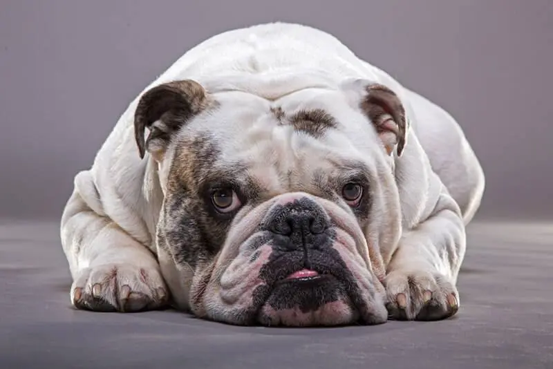 English Bulldog