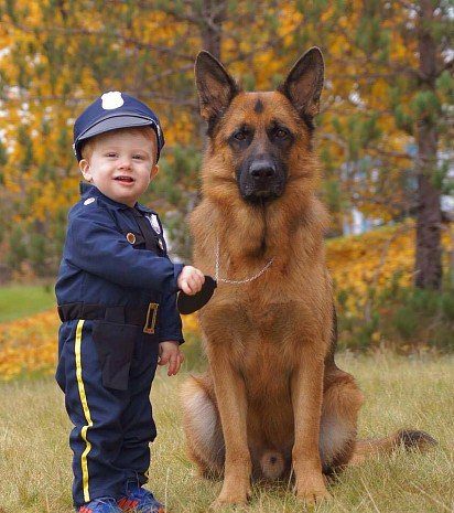 German Shepherd with a kid