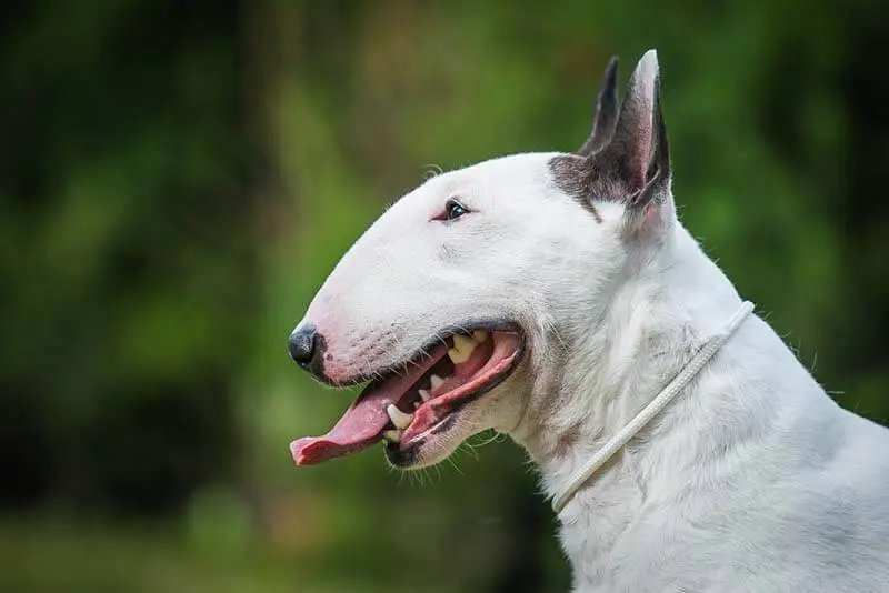 photo of hair on the muzzle of a bull terrier close up