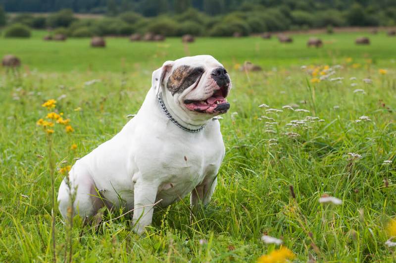 american bulldog resting after a walk in the field