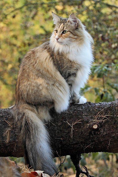 norwegian forest cat
