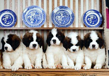 St. Bernard puppies