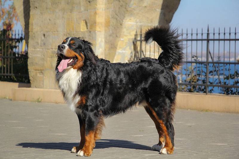 appearance of the Bernese Mountain Dog