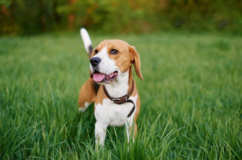 beagle standing in the grass
