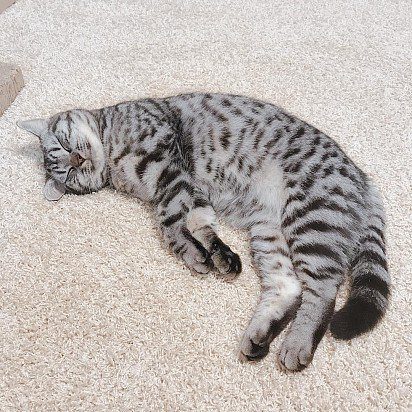 American Shorthair cats are very fond of lying around and sleeping, that is, they are quite lazy