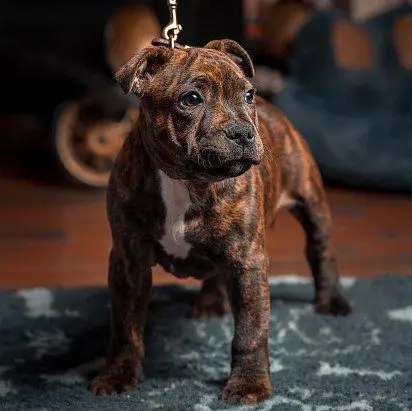 Staffordshire bull terrier puppy