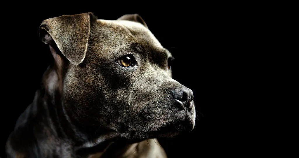 Staffordshire Bull Terrier