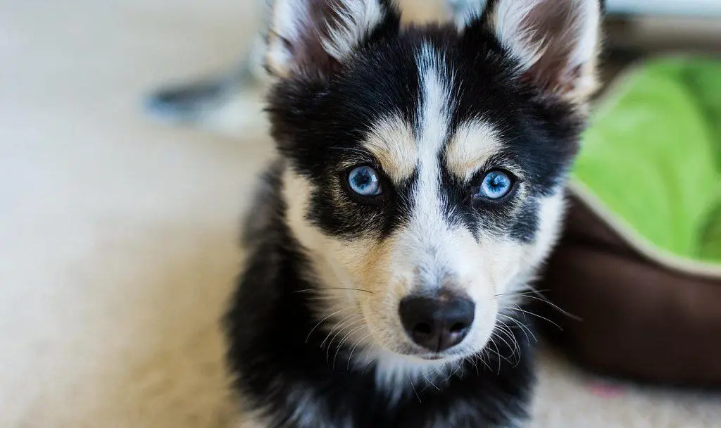 Pomsky muzzle