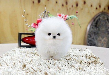 fluffy pomeranian puppy