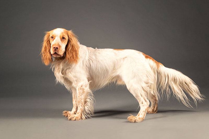 white and yellow Russian Spaniel