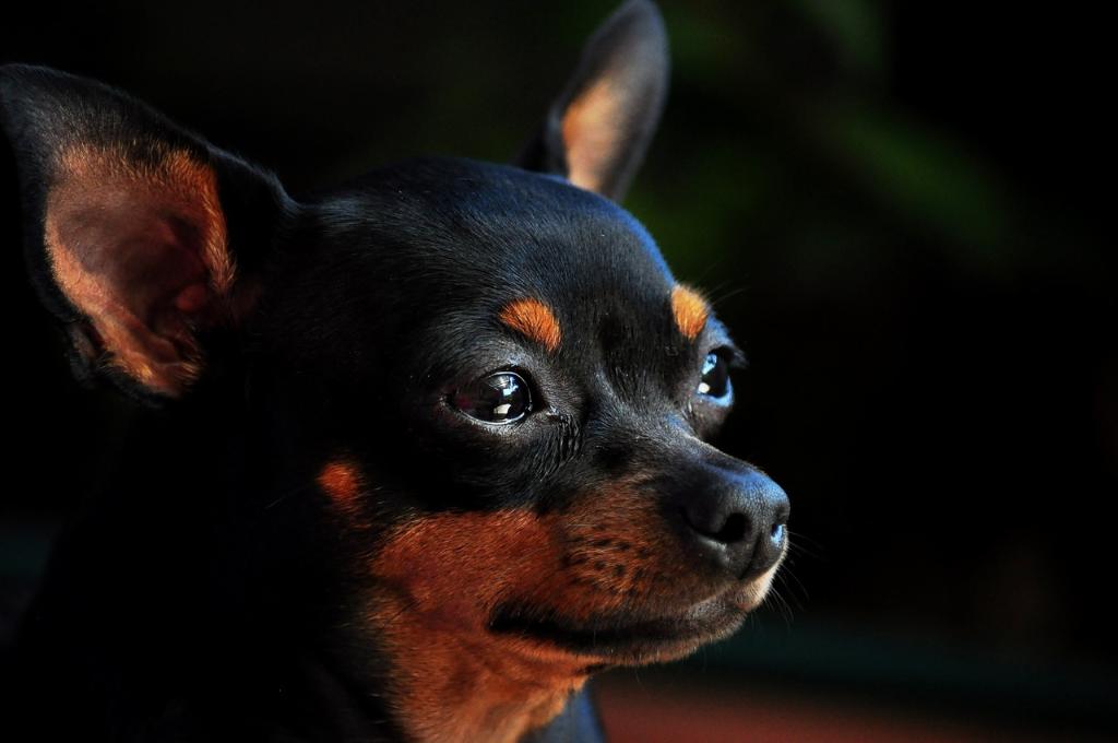 Russian Toy  Terrier