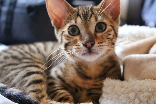 Ashera (Savannah) Kitten