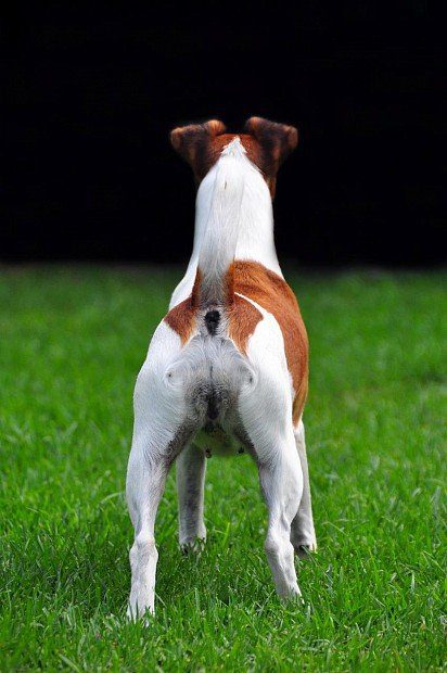 Fox Terrier from behind