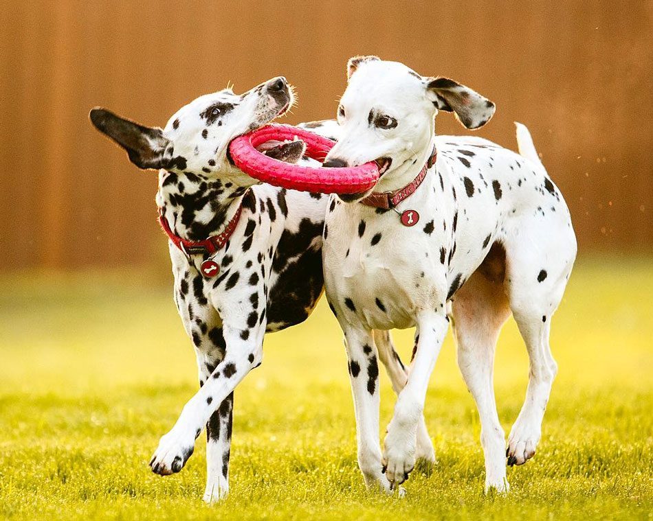 Facts about the Dalmatian