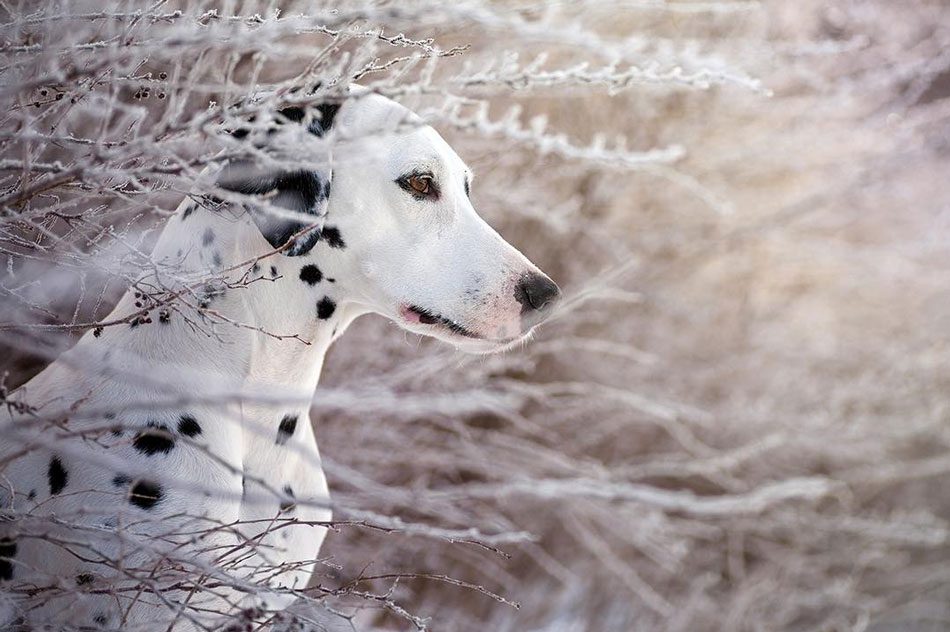 Facts about the Dalmatian