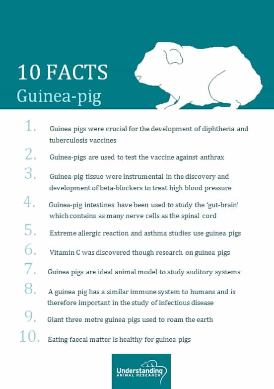 Facts and myths about guinea pigs