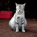 False pregnancy in cats