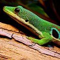 Far Eastern skink