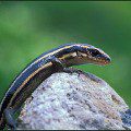 Far Eastern skink