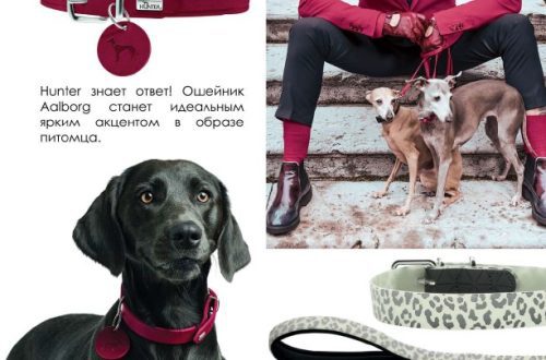 Fashionable autumn for your dog