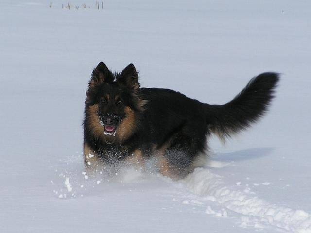 Czech shepherd dog