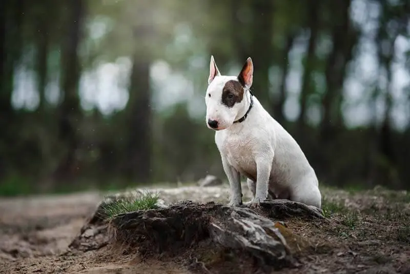 bull terrier