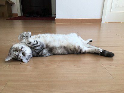 The American Shorthair cat is not eager to take a walk, but if the owner still decides to allow them free range, they can easily bring a mouse - the hunter's instinct will work.
