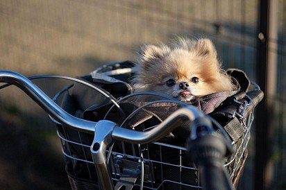 Spitz in a bicycle basket