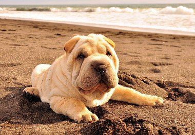 Shar Pei puppy on the beach