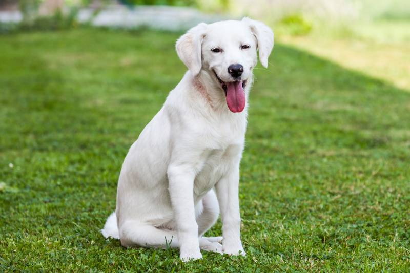 White Istrian short-haired hound
