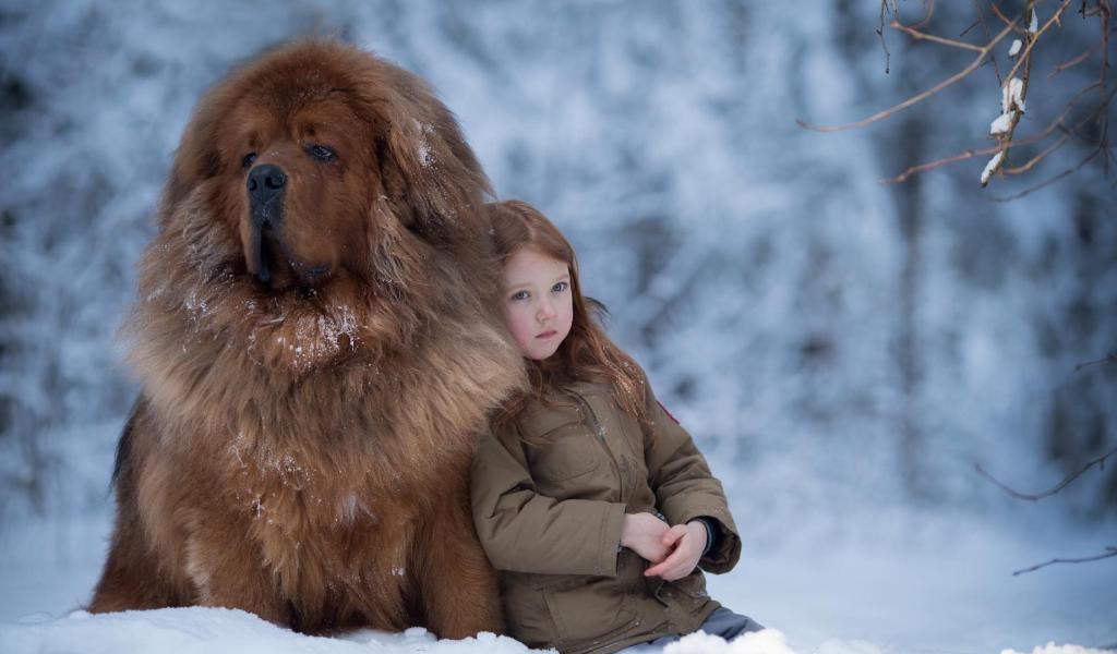Tibetan Mastiff with a girl