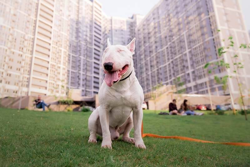 the bull terrier is often used as a companion dog