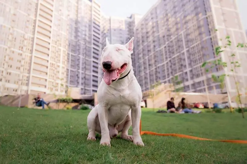 the bull terrier is often used as a companion dog