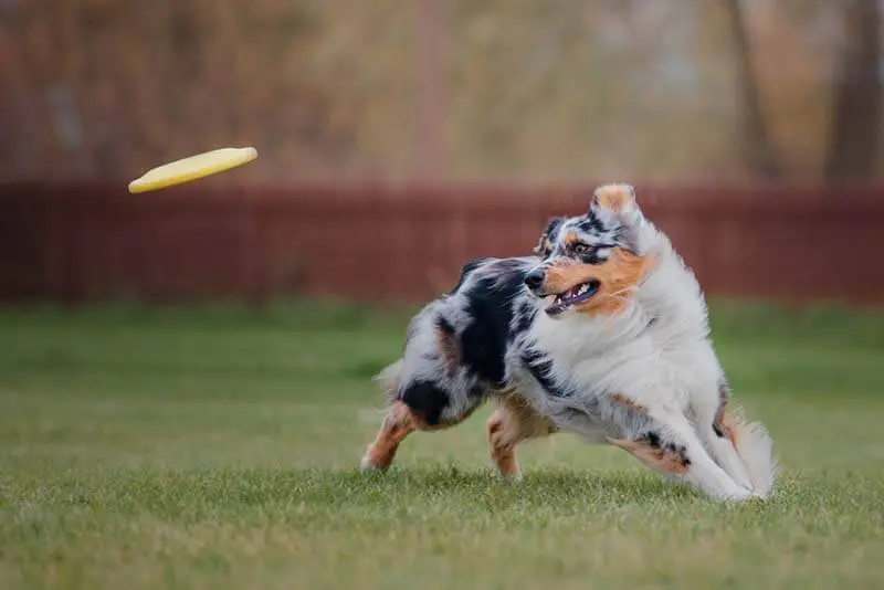 aussie playing in training