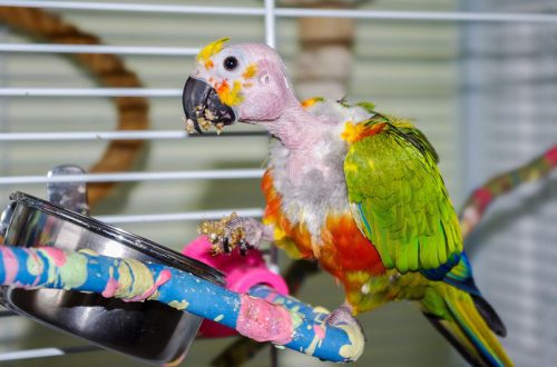 Perdita di piuma in pappagalli