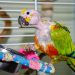 Parrot safety at home