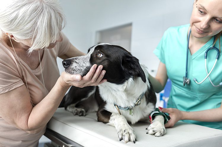 Features of caring for an elderly dog