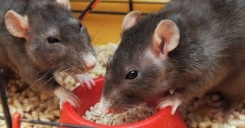 Features of feeding domestic rodents