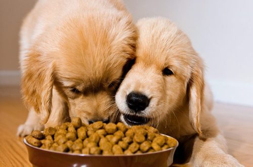Features of feeding puppies of large breeds