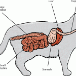 Features of the cat’s digestion