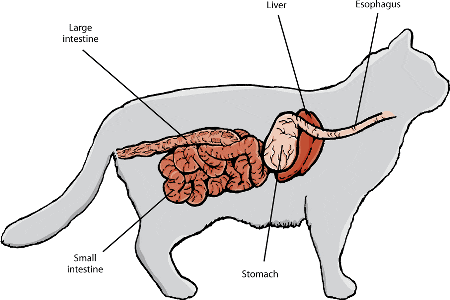 Features of the cat&#8217;s digestion