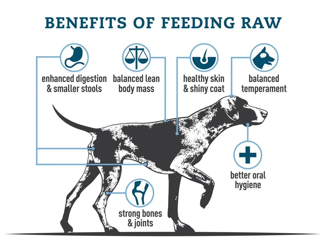 Features of the dog&#8217;s digestion