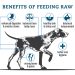 Koliko puta dnevno treba da hranite svog psa?