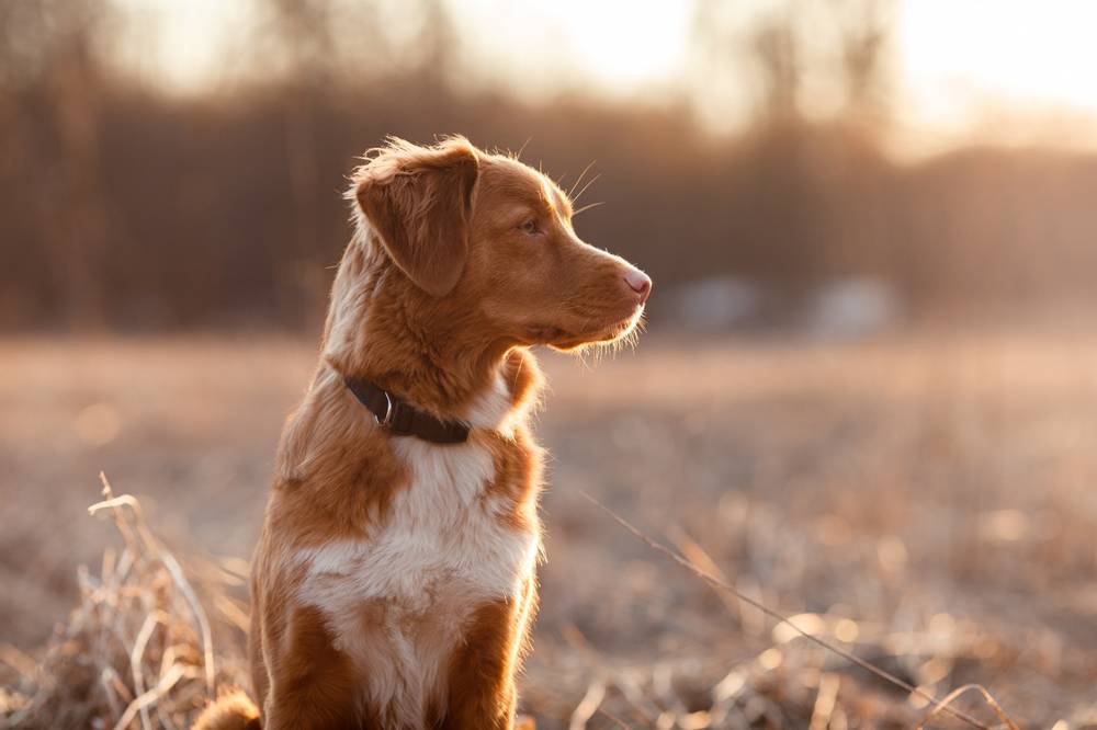 Features of the nutrition of an adult dog
