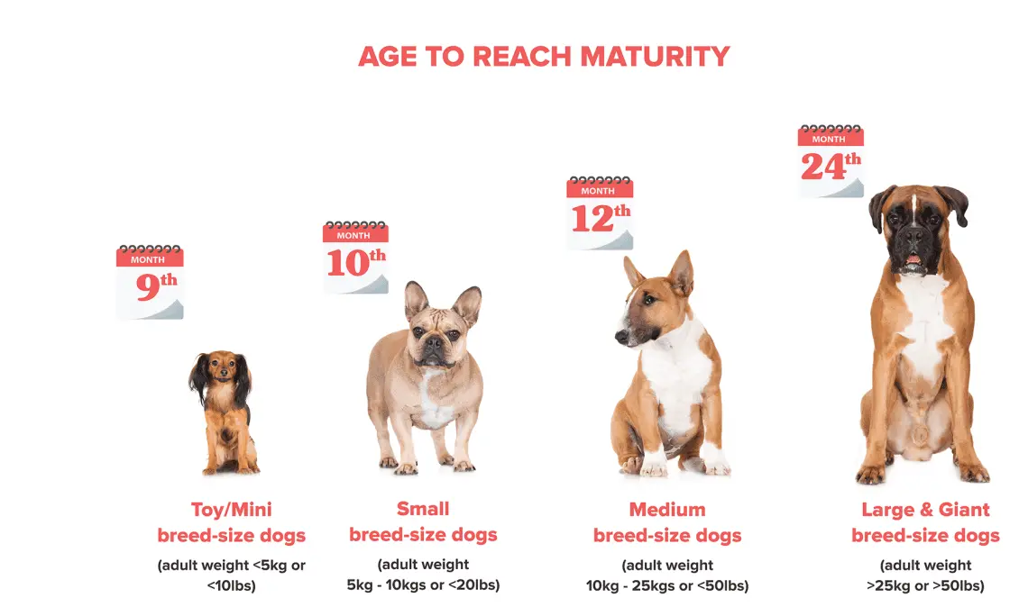 Features of the nutrition of an adult dog