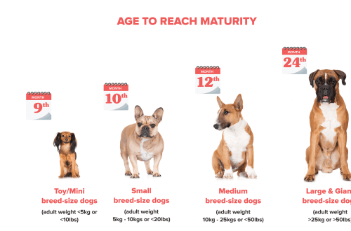Features of the nutrition of an adult dog