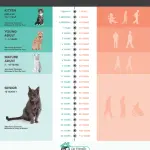 Features of the sexual cycle of cats
