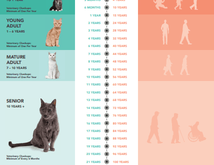 Features of the sexual cycle of cats