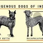 Features of training dogs of aboriginal breeds