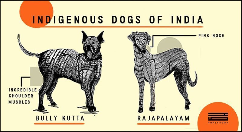 Features of training dogs of aboriginal breeds